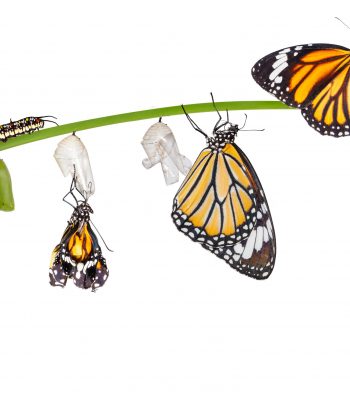 Isolated transformation of common tiger butterfly emerging from
